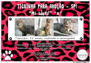 Gato raça SRD idade 7 a 11 meses nome Tigrinha