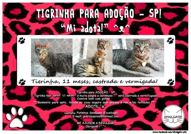 Gato ra a SRD idade 7 a 11 meses nome Tigrinha