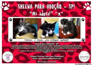 Gato raça SRD idade 2 a 6 meses nome Sheena