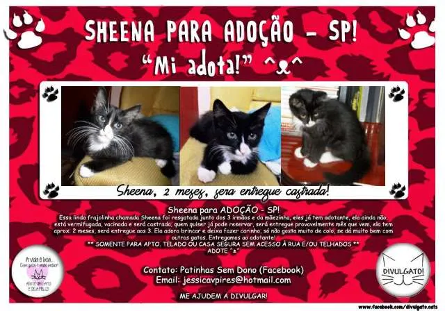 Gato ra a SRD idade 2 a 6 meses nome Sheena