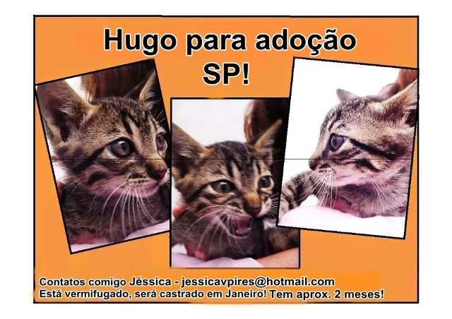Gato ra a SRD idade 2 a 6 meses nome Hugo