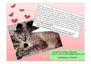 Gato raça SRD idade 1 ano nome Rouca