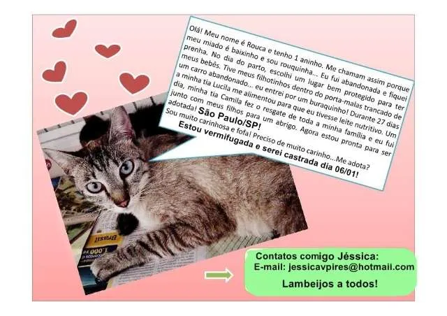 Gato ra a SRD idade 1 ano nome Rouca