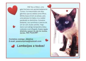 Gato raça Siamesa idade 3 anos nome Zóizul