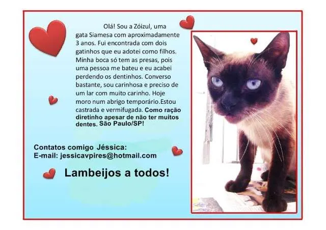 Gato ra a Siamesa idade 3 anos nome Zóizul