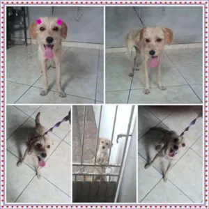 Cachorro raça SRD idade 7 a 11 meses nome Farofa