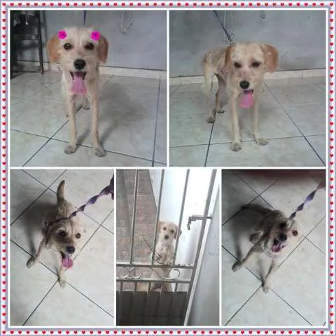 Cachorro ra a SRD idade 7 a 11 meses nome Farofa