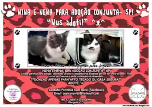 Gato raça SRD idade 2 a 6 meses nome Nina e Nena