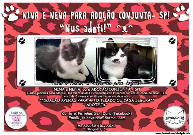 Gato ra a SRD idade 2 a 6 meses nome Nina e Nena