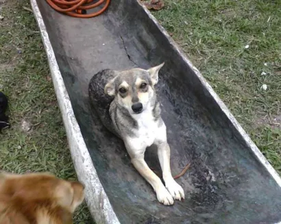 Cachorro raça Indefinda idade 2 anos nome Pitucha