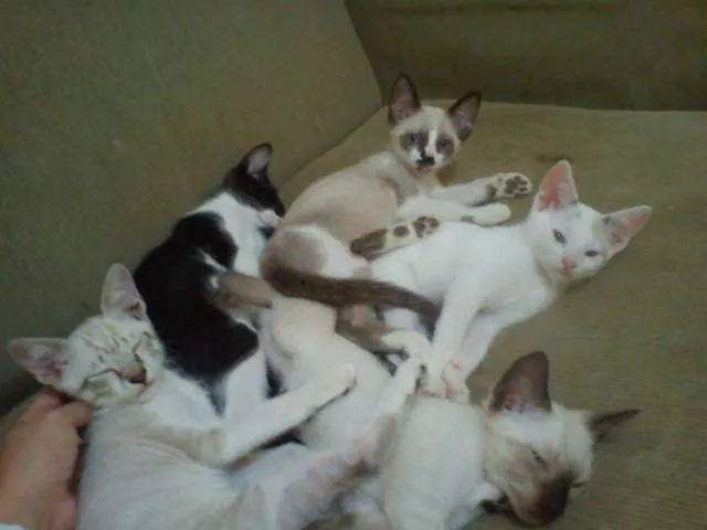 Gato ra a SRD idade 2 a 6 meses nome Filhotes