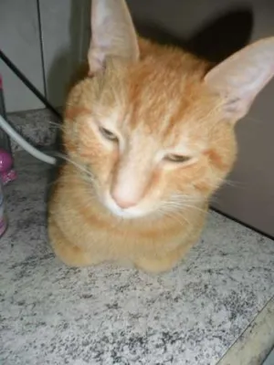 Gato raça  idade 2 anos nome Garfildy