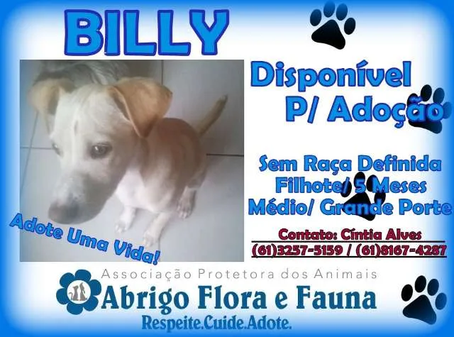 Cachorro ra a SRD idade 2 a 6 meses nome Billy