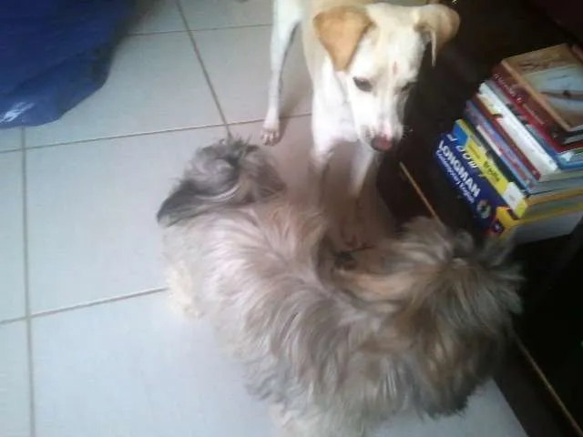 Cachorro ra a SRD idade 2 a 6 meses nome Billy