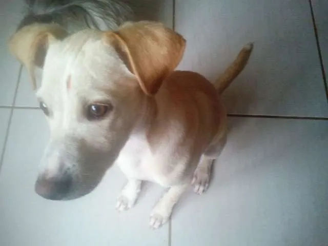 Cachorro ra a SRD idade 2 a 6 meses nome Billy