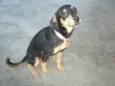 Puppy