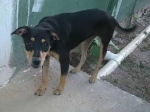 Cachorro raça Mestiço idade 7 a 11 meses nome Puppy