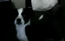 Cachorro ra a SRD idade 2 a 6 meses nome Tequila