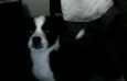 Tequila