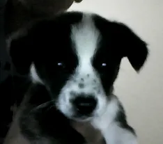Cachorro ra a SRD idade 2 a 6 meses nome Tequila