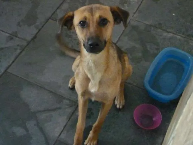 Cachorro ra a SRD idade 7 a 11 meses nome Beka