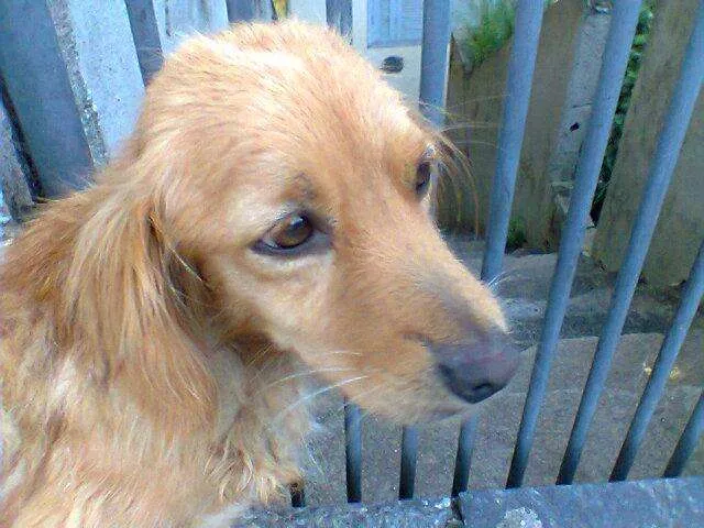 Cachorro ra a SRD idade 2 anos nome No Name