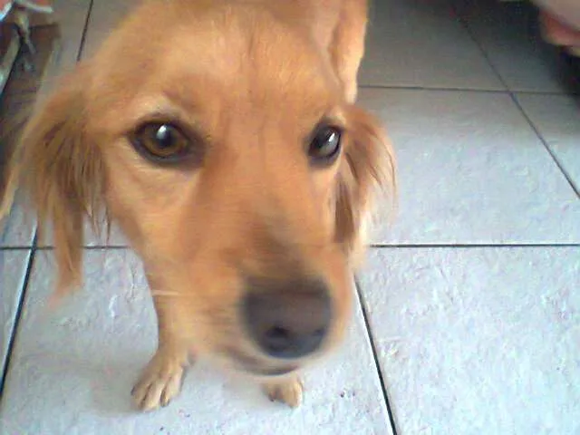 Cachorro ra a SRD idade 2 anos nome No Name