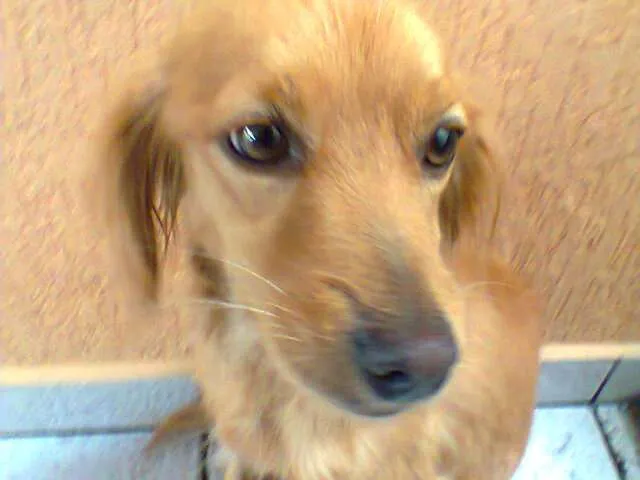 Cachorro ra a SRD idade 2 anos nome No Name