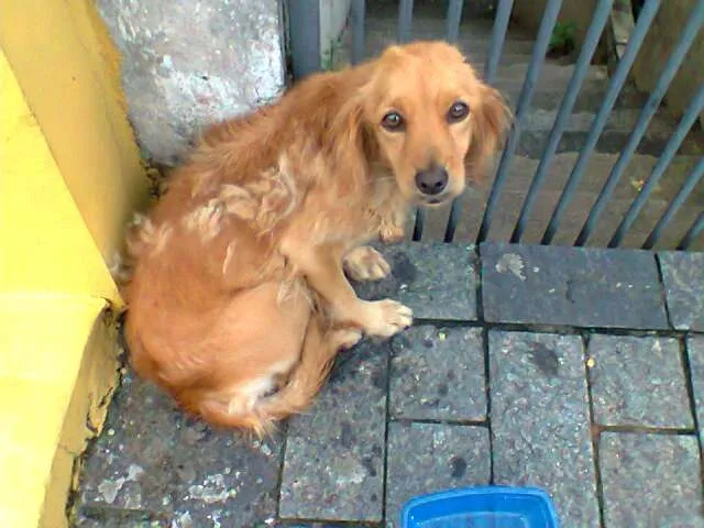 Cachorro ra a SRD idade 2 anos nome No Name