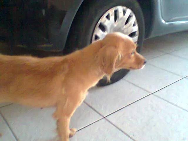 Cachorro ra a SRD idade 2 anos nome No Name