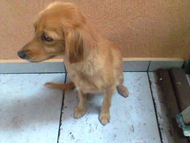 Cachorro ra a SRD idade 2 anos nome No Name