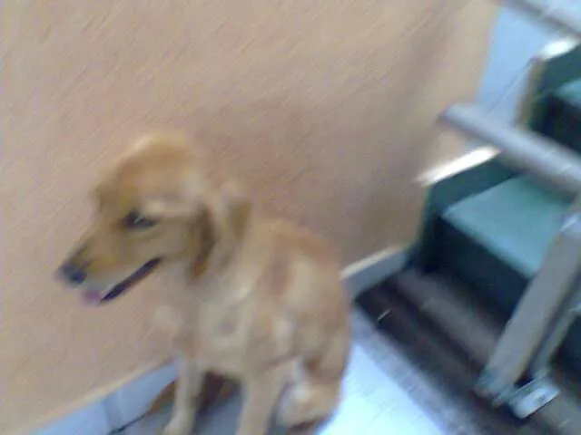 Cachorro ra a SRD idade 2 anos nome No Name