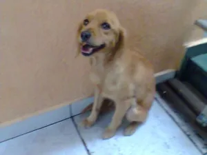 Cachorro raça SRD idade 2 anos nome No Name