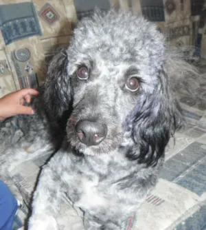 Cachorro raça Poodle mestiço idade 1 ano nome lilica