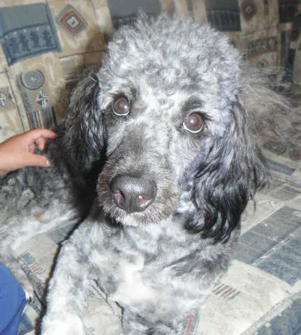 Cachorro ra a Poodle mestiço idade 1 ano nome lilica