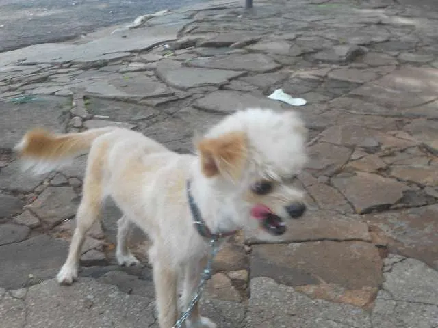 Cachorro ra a Pinscher/poodle idade 7 a 11 meses nome MILLER GRATIFICA