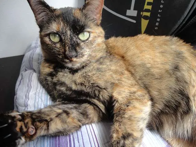 Gato ra a SRD idade 3 anos nome Mel