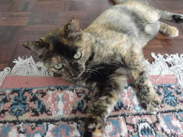 Gato ra a SRD idade 3 anos nome Mel