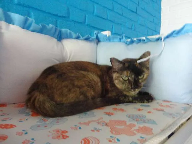 Gato ra a SRD idade 3 anos nome Mel