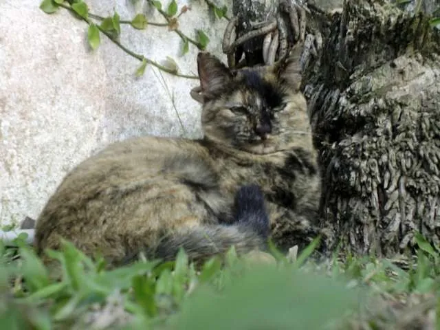 Gato ra a SRD idade 3 anos nome Mel