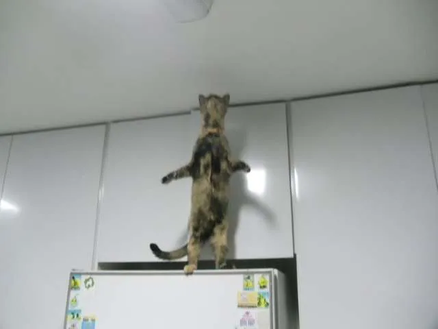 Gato ra a SRD idade 3 anos nome Mel