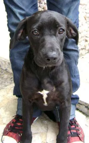 Cachorro ra a srd idade 2 a 6 meses nome Marley