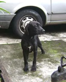 Cachorro ra a srd idade 2 a 6 meses nome Marley