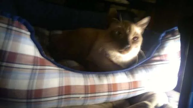 Gato ra a Siamês idade 1 ano nome Léo