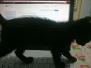Gato raça não sei indentificar idade 2 a 6 meses nome Batman