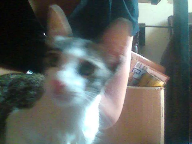 Gato ra a SRD idade 2 a 6 meses nome [sem nome]
