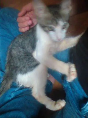 Gato ra a SRD idade 2 a 6 meses nome [sem nome]