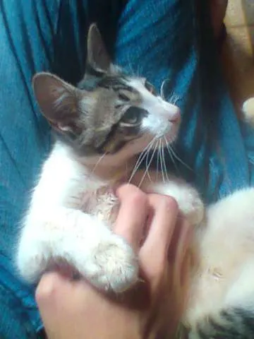 Gato ra a SRD idade 2 a 6 meses nome [sem nome]