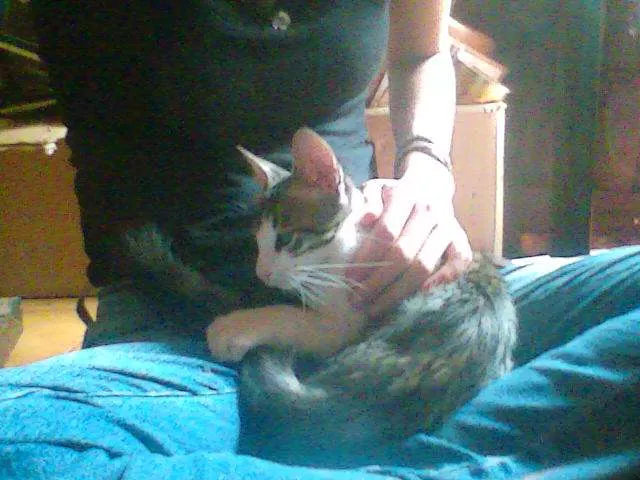 Gato ra a SRD idade 2 a 6 meses nome [sem nome]