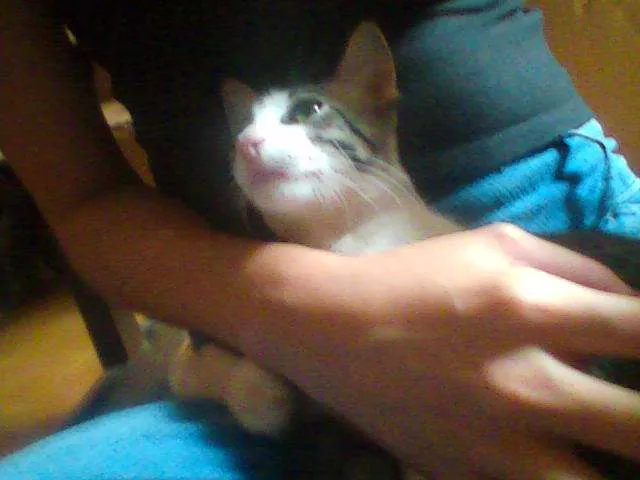 Gato ra a SRD idade 2 a 6 meses nome [sem nome]